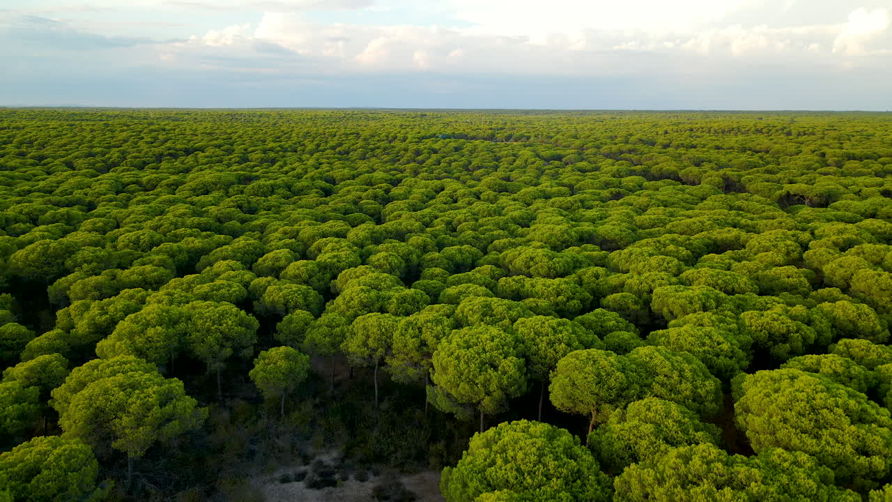 엘 롬피도 시에 있는 카르타야 소나무 숲의 끝없이 펼쳐진 녹색 돌 또는 파라솔 소나무 삼림, 푹신하고 부드러운 다채로운 구름, 스페인, 공중 풀백, 복사 공간, 환경 템플릿