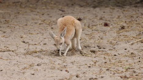young kangaroo in a dry environment