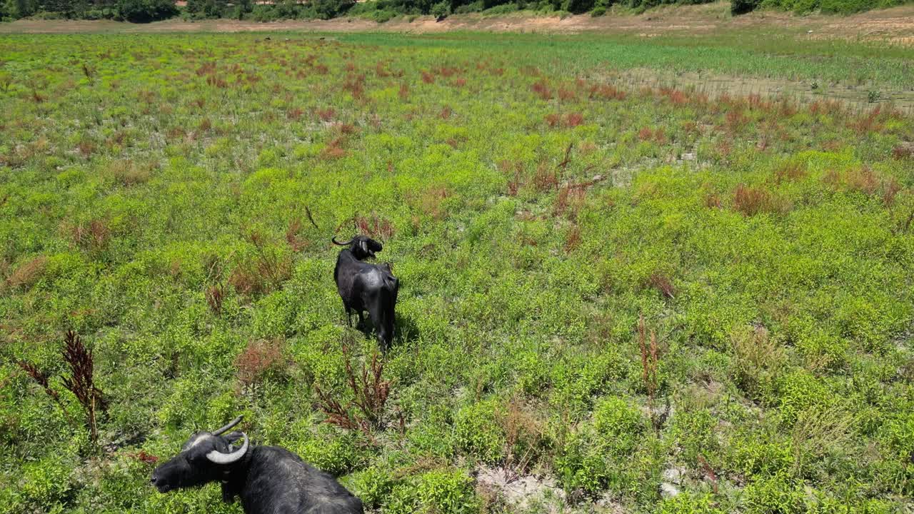 Drone bird's eye view above water buffalo ox grazing on grassland plains