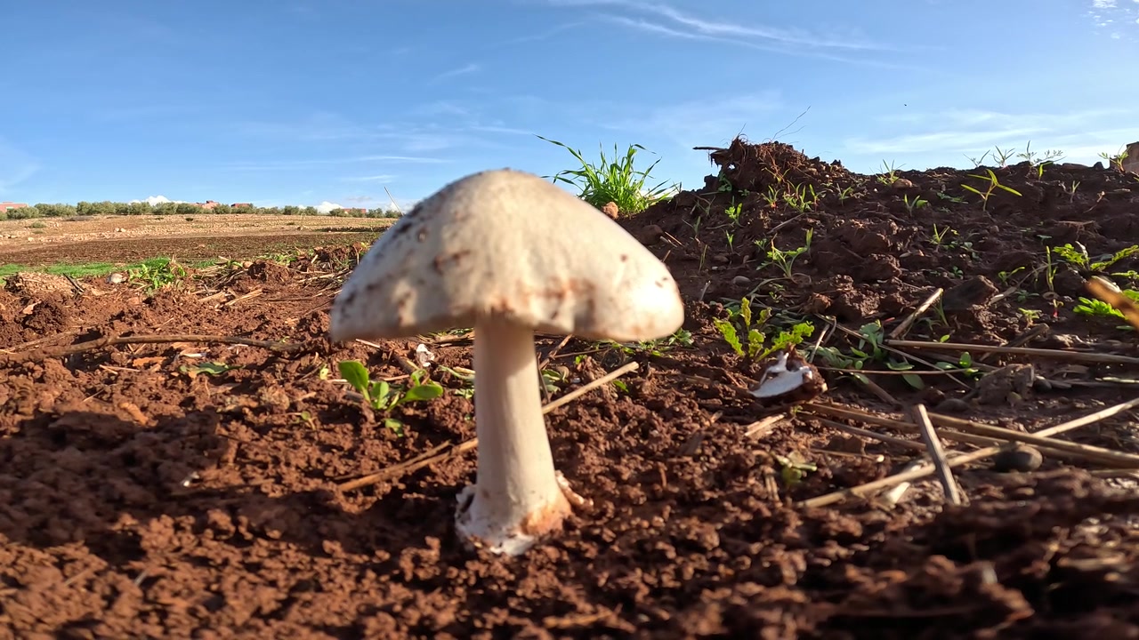 The white poisonous mushroom, known as the death cap, grows in Morocco. Its smooth white cap and stem are visible, emphasizing its toxic nature in a natural setting.