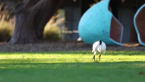 an ibis walking on grass at melbourne zoo