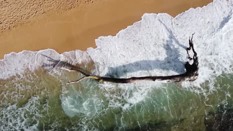 fallen old tree in the water