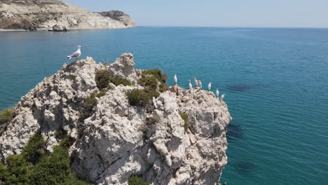 seagulls perched on aphrodites rock, taking off over azure sea, cyprus