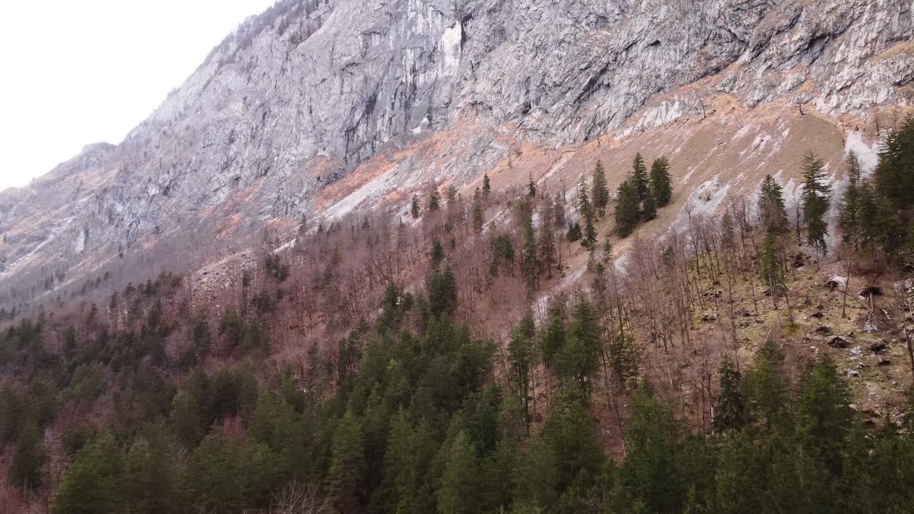 воздушный осенний или весенний лес с мертвыми деревьями в австрии, скалистая горная сторона