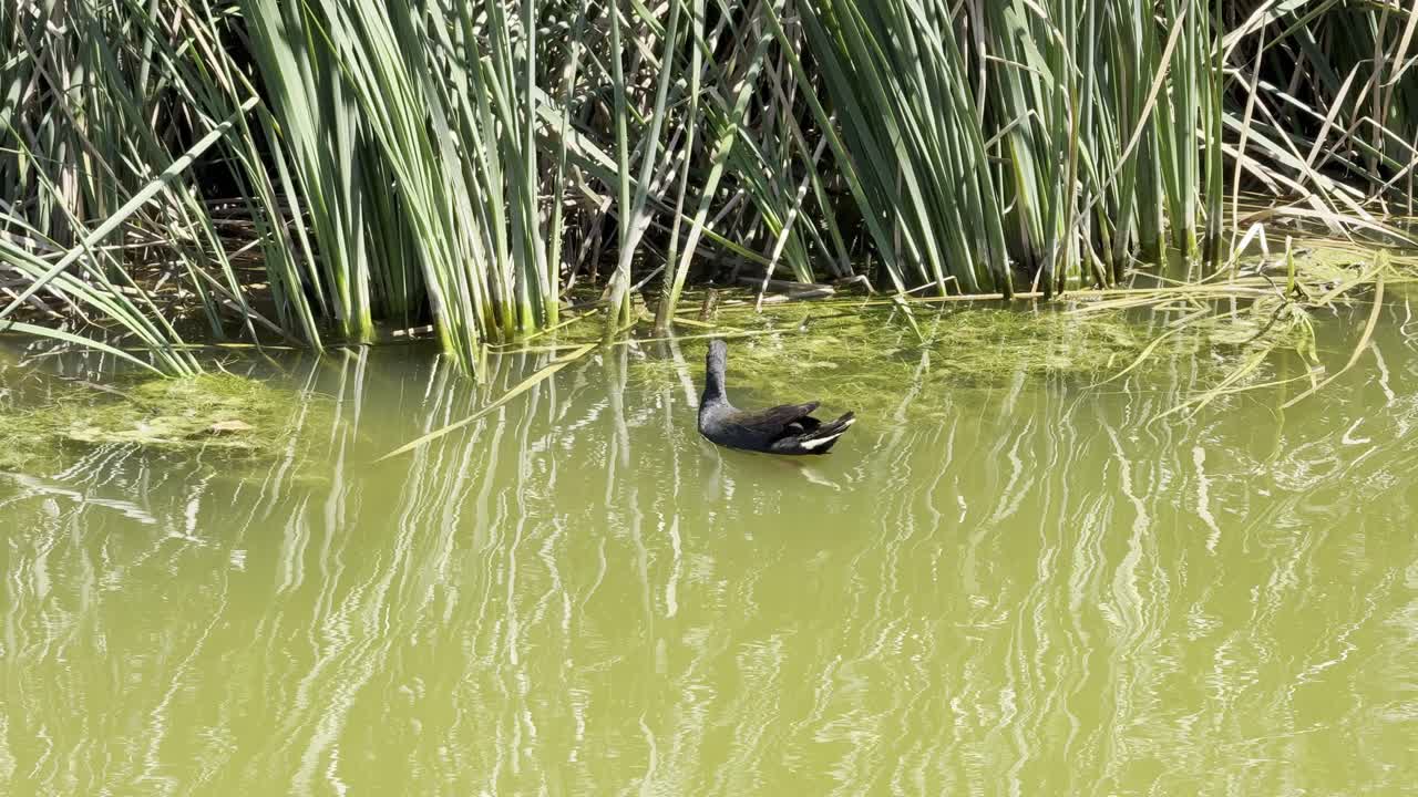 Una gallinella d'acqua comune cammina e cerca cibo in zone umide poco profonde, mostrando un comportamento naturale e calmo in un ambiente acquatico esterno.