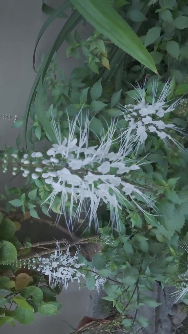 Close-up of White Cat's Whiskers Flowers in a Garden