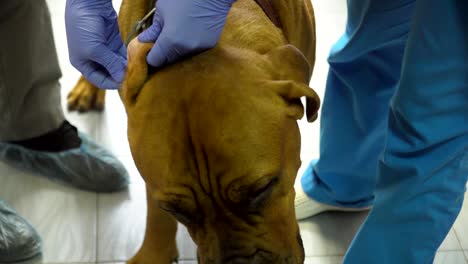 dog in the veterinary clinic