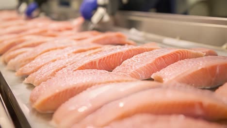 rows of fresh salmon fillets on a conveyor belt