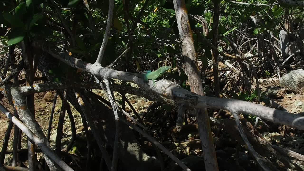A wild Bermuda Tropical Anole Annals Lizard on the Mangrove,