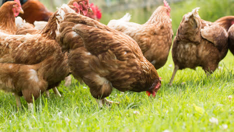 gallinas de campo libre marrones comiendo y caminando por la hierba en la granja