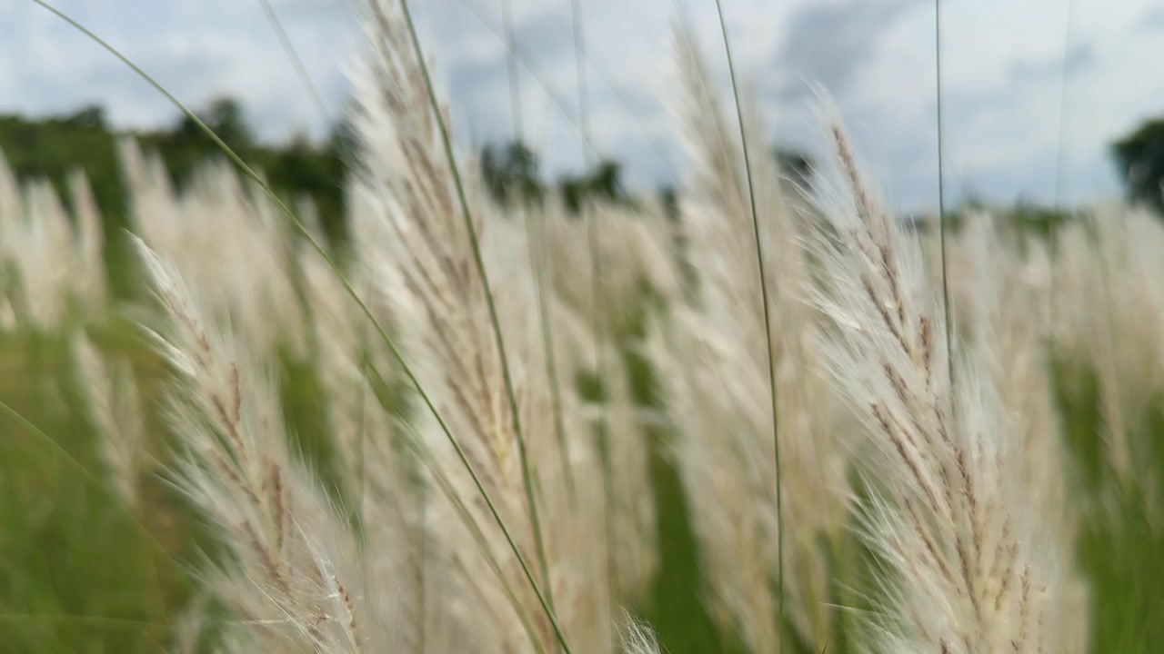 Static close-up shot of a single Kans grass plume in focus with blurred white grasses swaying softly in the background.