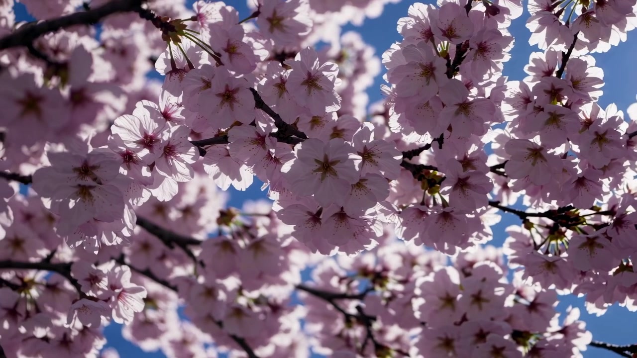Luce Solare Intensa Che Illumina i Fiori di Ciliegio Rosa Contro un Cielo Azzurro Limpido