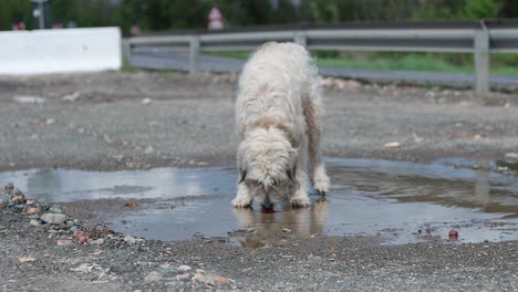 stray dog stops to drink water from puddle