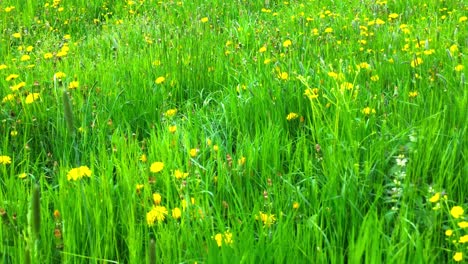 drone-fly-over-flower-field-in-summer-4k