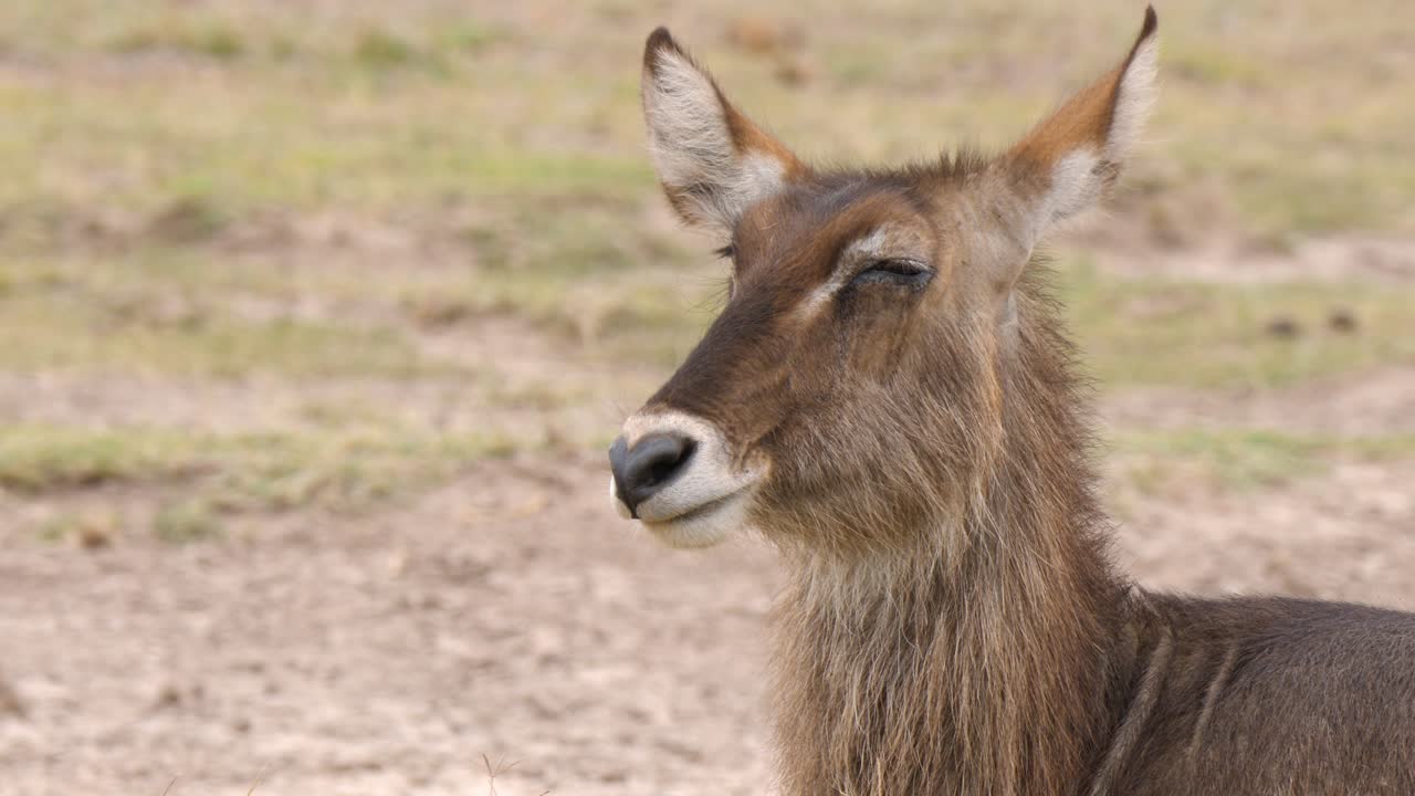 A Waterbuck resting in mid afternoon ruminating the earlier eaten food in close up