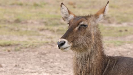 a waterbuck resting in mid afternoon ruminating the earlier eaten food in close up