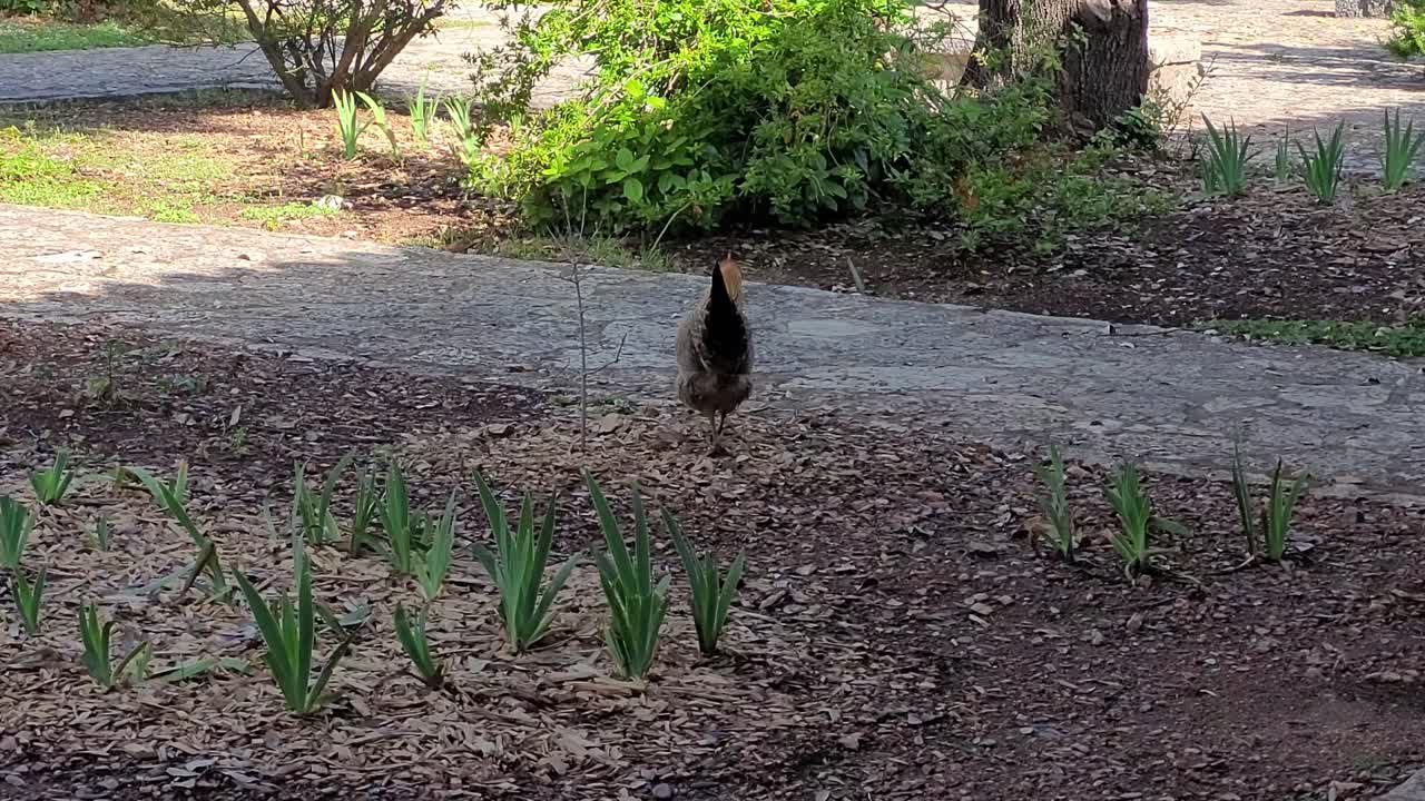 курица гуляет в саду.