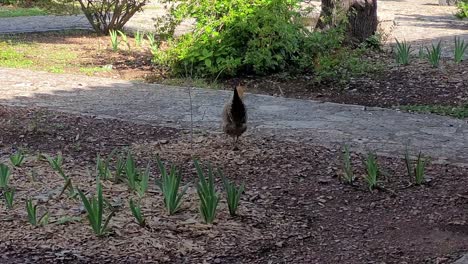 gallina caminando en el jardín