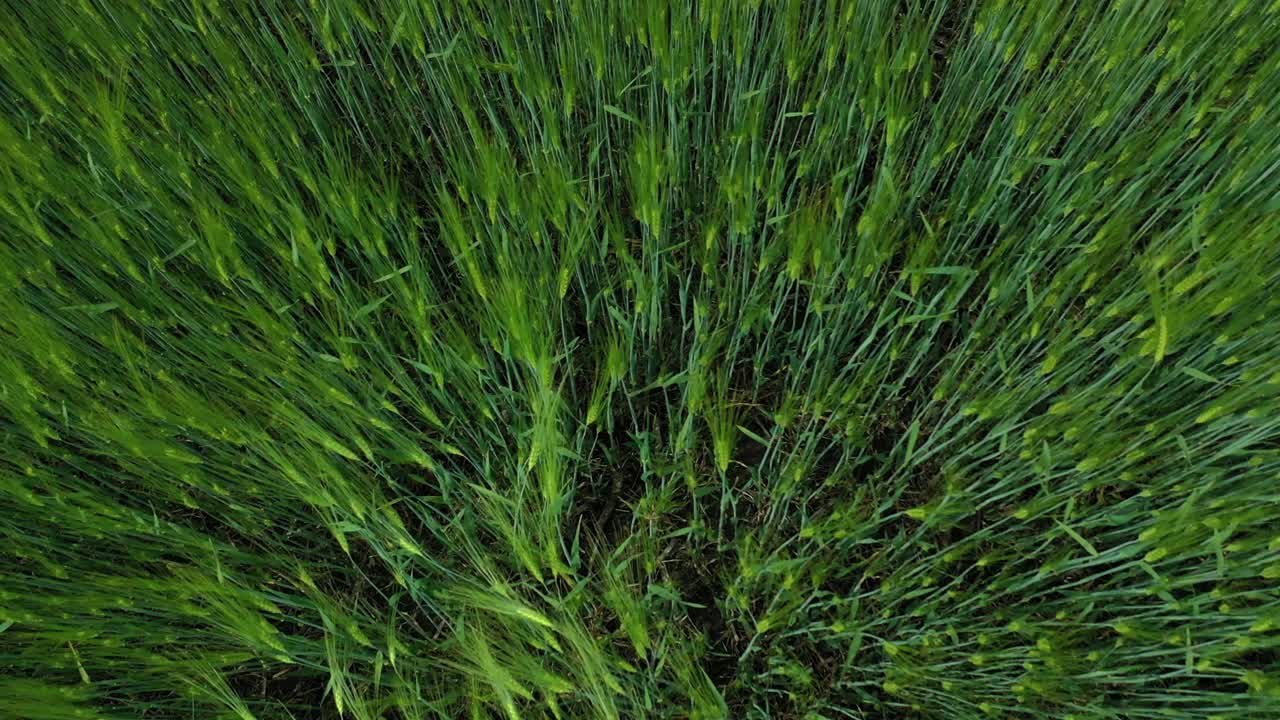 Green agricultural plants. Growing organic cereals in farmland. Natural background of green field. Drone flight. Top view.