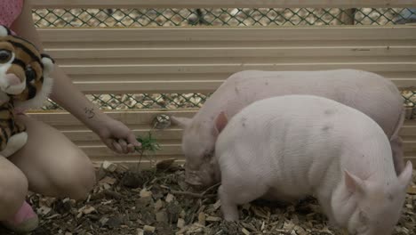 a girl feeds piglets in a pen