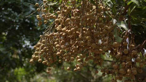 Longan-Frucht-In-Ästen-In-Nahaufnahme