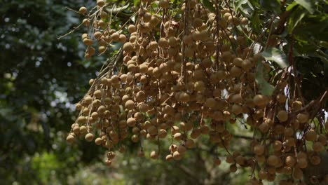 fruta longan en ramas de árboles en primer plano
