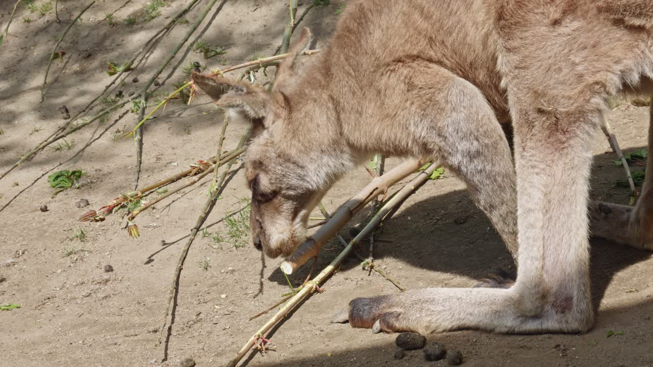 Closeup Of Eastern Grey Kangaroo Feeding On Wood On The Ground