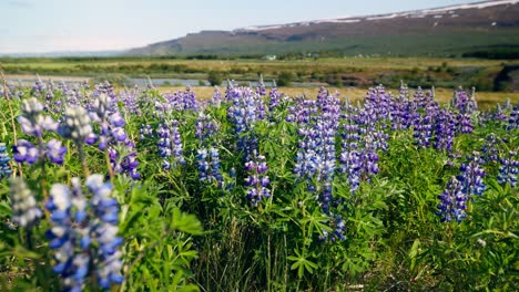 Feld-Mit-Violetten-Blumen,-Holtasoley,-Heimisch-In-Island,-Schwenk