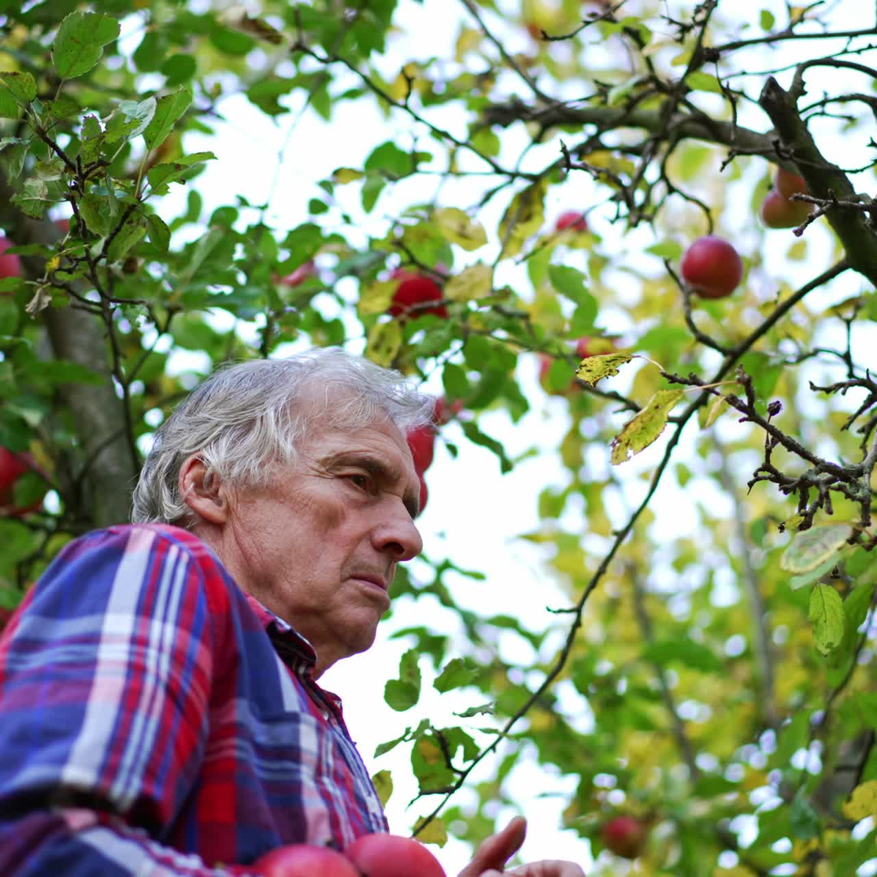 Grey-haired man in checkered shirt picks red apples from a tree. Season of fruit harvesting in the garden. Blurred backdrop