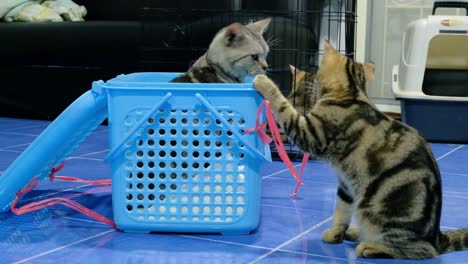 Cute-adorable-pet-cats-playing-with-a-blue-basket---close-up