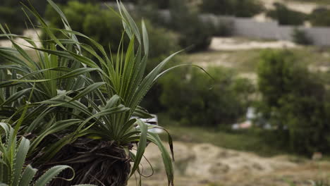 Wilde-Aloe-Pflanze-Im-Freien,-Die-Sanft-Gegen-Den-Wind-Weht