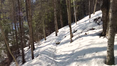 Encantador-País-De-Las-Maravillas-Del-Invierno---Bosque-Nevado-En-Huntsville,-Región-De-Muskoka,-Canadá-A-Fines-Del-Invierno