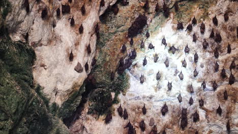 enorme colonia de murciélagos colgando de los techos de la cueva, vista estática