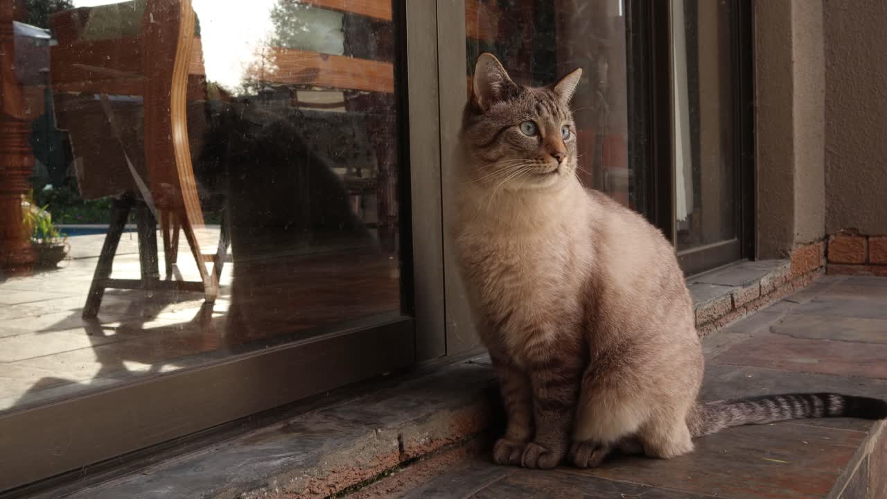 One curious,  cute brown cat waits to get home on front porch. Medium  4k shot.