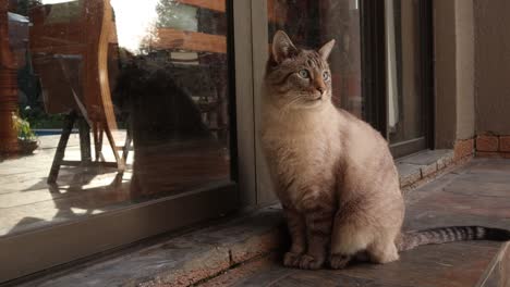 one curious,  cute brown cat waits to get home on front porch. medium  4k shot.