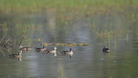 Eine-Herde-Zwerggänse-Füttert-Morgens-Im-Feuchtgebiet