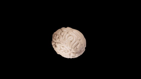 Animation-of-grey-human-brain-spinning-on-black-background