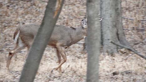 Ein-Großer-Weißwedelhirsch,-Der-Während-Der-Brunft-Durch-Den-Wald-Läuft