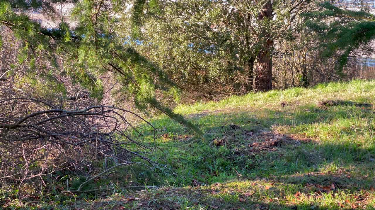 establecimiento de una toma de una pequeña ardilla roja corriendo libre en el bosque en busca de comida, toma panorámica