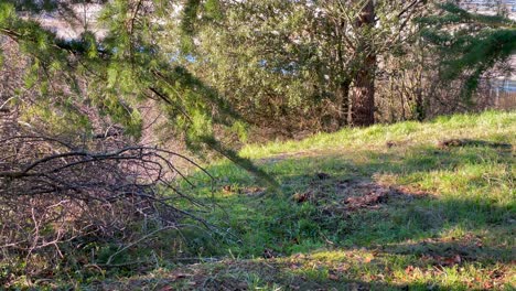 Establishing-shot-of-Small-red-squirrel-running-free-at-forest-searching-for-foodl,-Panning-shot