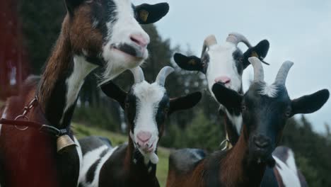 group of goats, austrian mountain village