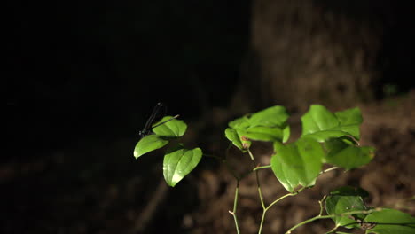 Demoiselle-dragonfly-landing-on-leaf