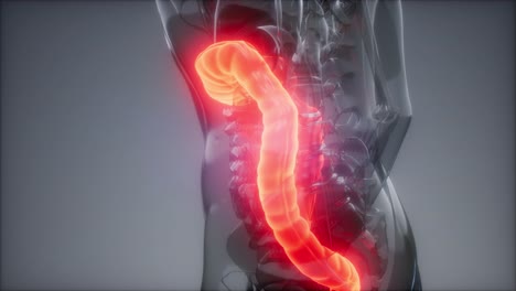 examen de radiología del colon humano