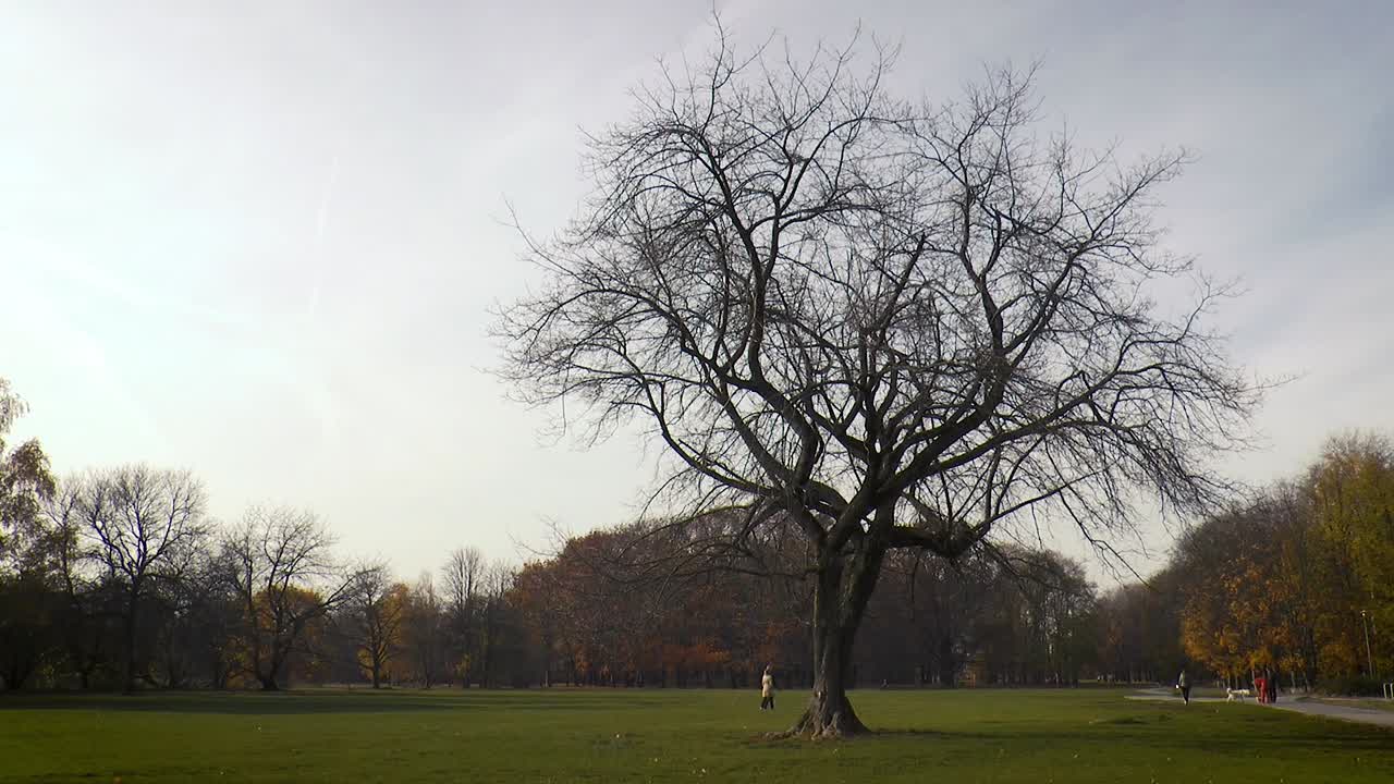 Lonely tree in autumn in Pole Mokotowskie Park in Warsaw, Poland