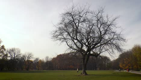 lonely tree in autumn in pole mokotowskie park in warsaw, poland