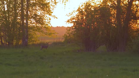 european roe deer standing still and watching towards the camera near the bushes in the evening, golden hour, medium shot from a distance