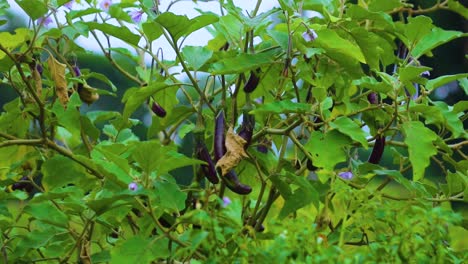 hanging organic fresh aubergine on plant with green leaves swaying in wind