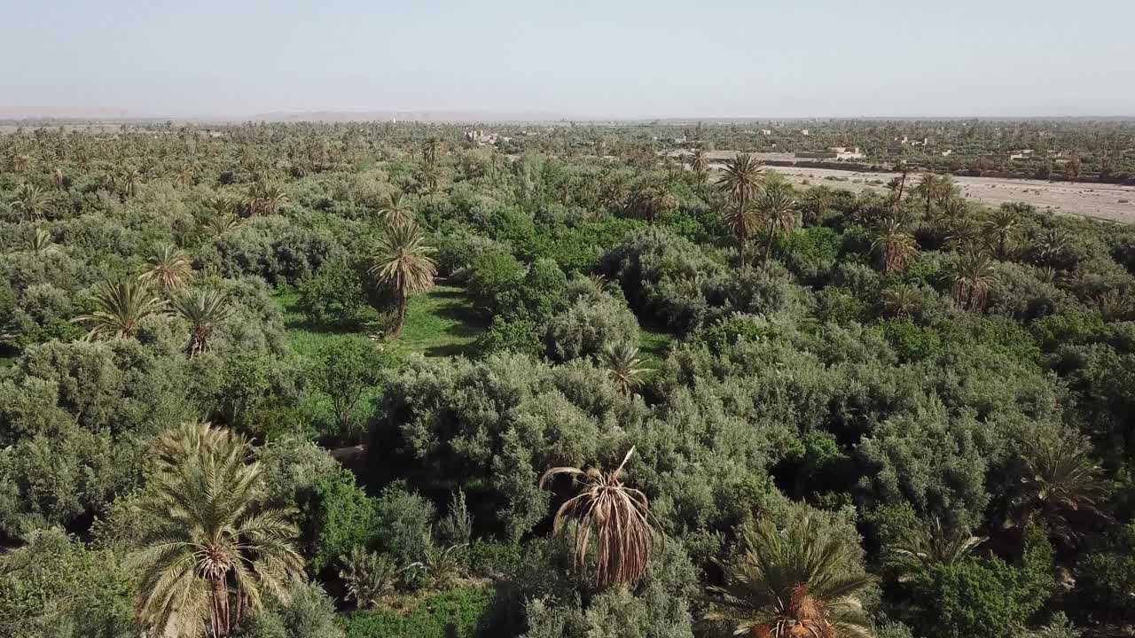 Ripresa aerea di un palmeto lussureggiante e fitto in un'oasi del Nord Africa. Il clip video evidenzia la vivace vegetazione verde e l'abbondanza agricola nel paesaggio desertico.
