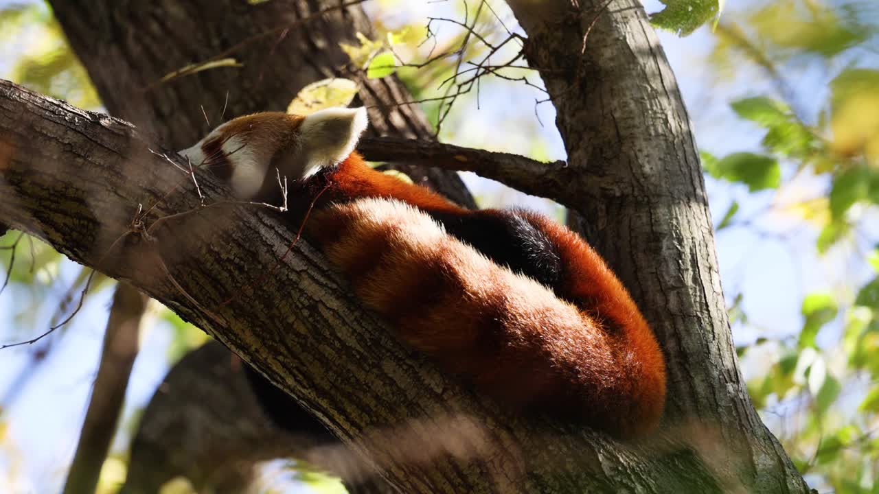 은 판다가 나무 가지에서 휴식을 취하고 있다