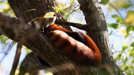 panda roja relajándose en una rama de árbol
